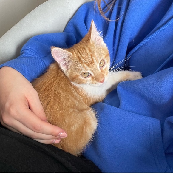 Meet your Posher, Addison - Picture 5 of 6